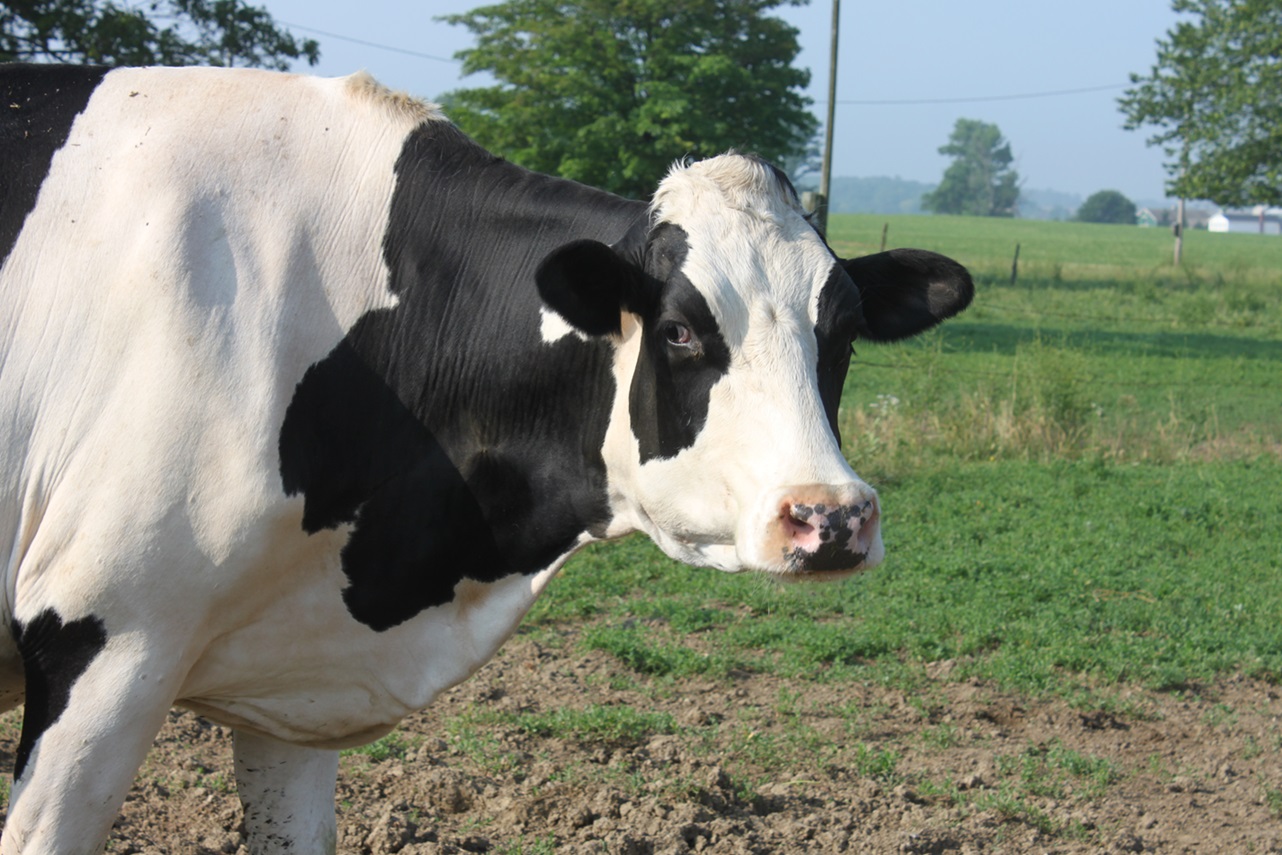 American Association Of Bovine Practitioners   Dairy Cow 